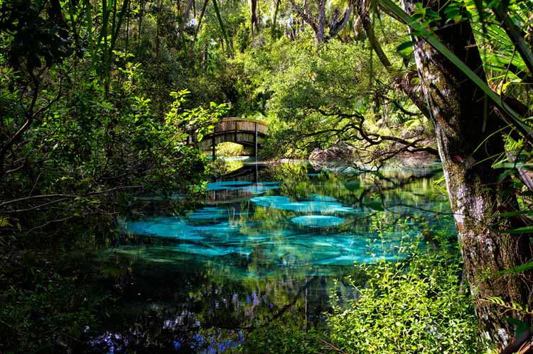 ocala national forest